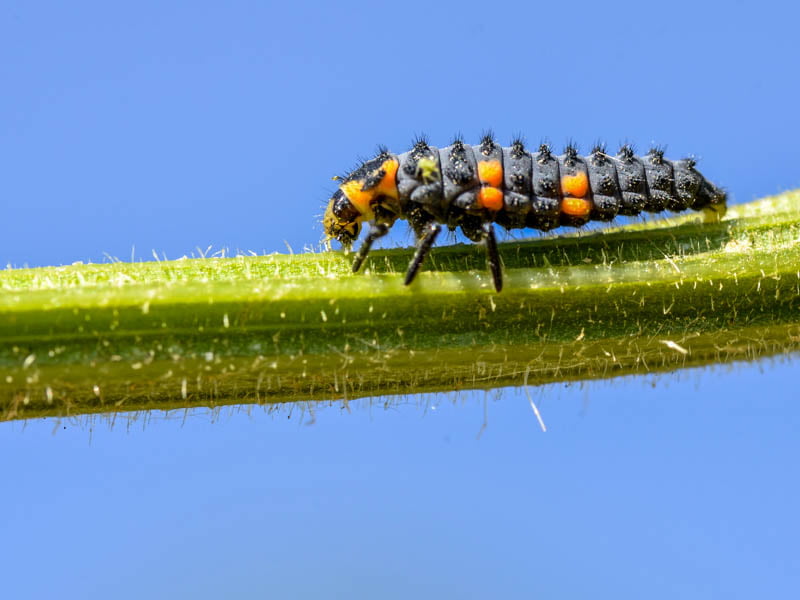 Larve eines Marienkäfer - größter Feind von Blattläusen